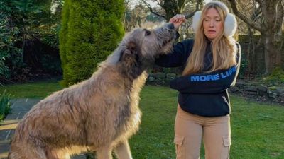 VIDEO: Doggone Big: Miniature Schnauzers Share A Home With A Giant Irish Wolfhound