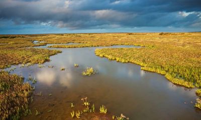 In brief: Stewkey Blues; Birds and Us; Lives of Houses – reviews