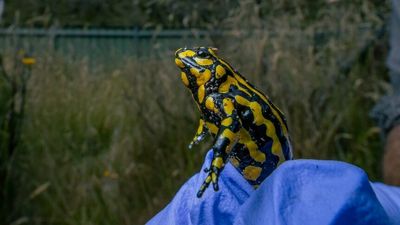 Critically endangered southern corroboree frog conservation efforts ramp up
