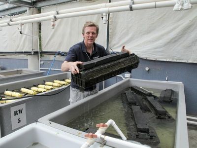 Millions of flooded baby oysters rescued