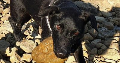 Walker dog owner makes appeal for information after beloved pet dies in vicious attack