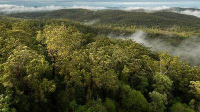 Chalumbin Wind Farm project near World Heritage rainforest draws protesters in Far North Queensland