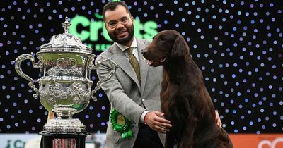 Crufts 2022 winner Baxer the Flat Coated Retriever crowned Best in Show to public delight