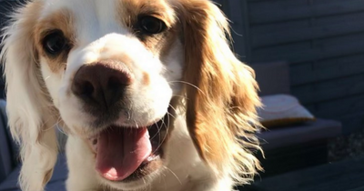 TikTok users love the dog who follows commands in Welsh and English