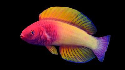Stunning deepwater rose-veiled fairy wrasse confirmed as new species