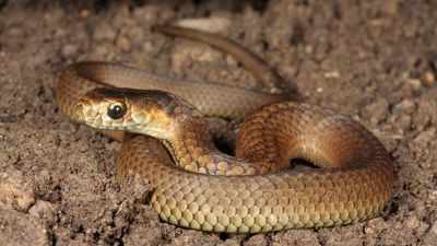 Baby copperhead snake found in Tasmanian child's bedroom