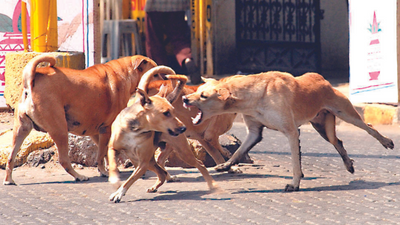 In 2 months, 2095 kids below 15 yrs suffered dog bites in Indore