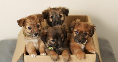 Dogs Trust rescue box of abandoned newborn puppies found in Finglas garden