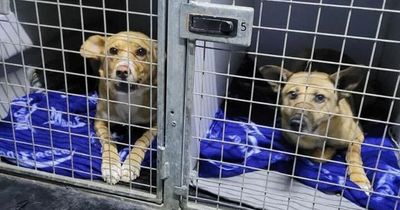 Dublin dog rescuers travel to Ukraine to save pups in danger at the border