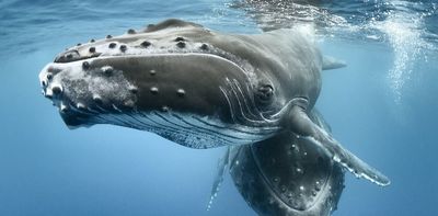 Whale migrations: how new UN treaty aims to protect species on the high seas