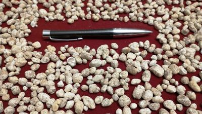 Prehistoric Giant Sloths Had Chain-Mail Armor Of Bone Mesh To Stop Predators