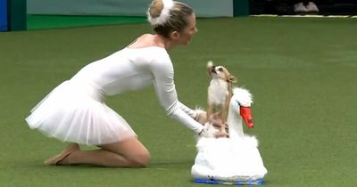 Crufts 2022: Chihuahua smashes it with amazing performance of Swan Lake