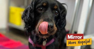 Terrified dog rescued from dirty cage learns to trust humans and makes new friends