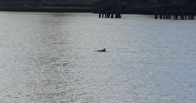 Watch: Dolphin spotted on 'rare' swim in River Liffey