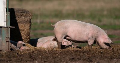 People in Durham suffering from stench of pig farm huge dung pile that can be seen by satellite
