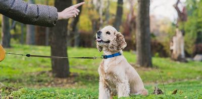 How to train your dog in basic 'life' skills - and why it's important
