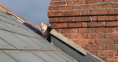 'Pawsome' firefighters rescue adorable kitten from roof in Dublin