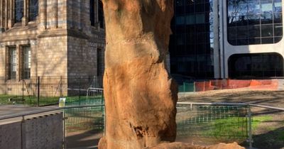 When an Edinburgh tree older than the dinosaurs was found in an old quarry