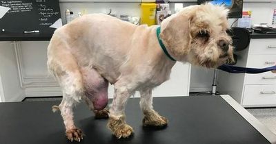 Dog dumped 'like piece of rubbish' on busy road had tumour the size of a mango