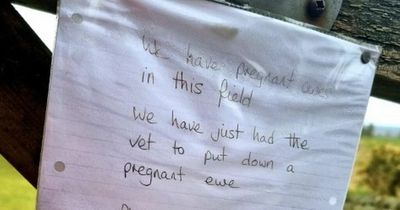 Farmer's emotional note to dog owners after having to put down pregnant animals