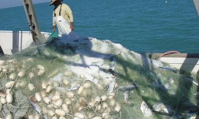 Suspected poacher caught with 2,611 pompano over the limit