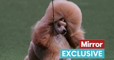 Breeder reveals secret to how Crufts Toy Poodle Waffle became a 'little ginger cloud'