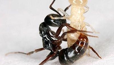 Invasive ant from Asia with quite a bite has now been found as far north as Evansville, Indiana