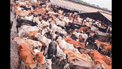 Jaipur: 1,300 cows at Hingonia shelter could starve over cash crunch