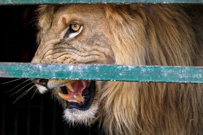 Once-starving lions roar back to life in Sudan sanctuary