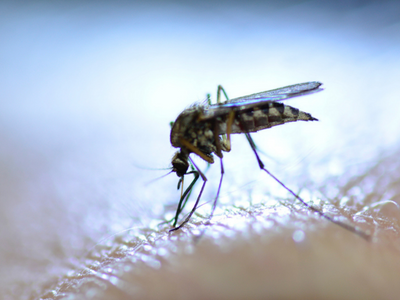 Dengue cases in Delhi rise to 48 for season