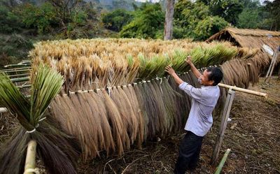 Watch | How broom grass is harvested in Assam