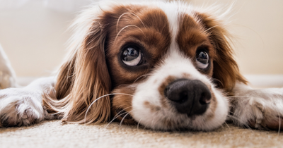 Glasgow study finds domestic abusers use pets to control victims