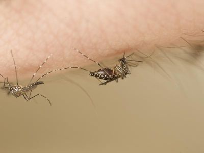 More Japanese encephalitis detected in Vic
