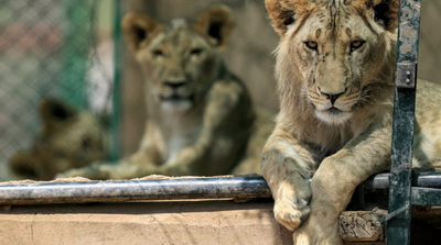 Once-starving Lions Roar Back to Life in Sudan Sanctuary