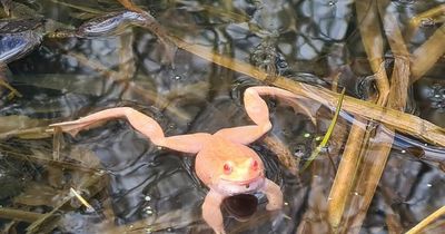 Scot catches photos of 'Irn-Bru' coloured frog in local pond