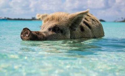 The Bahamas travel guide: what to see, do, eat, and where to stay