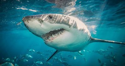 Great White Sharks likely to be swimming in waters in the West Country, fisherman warns