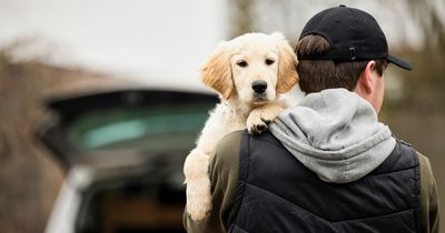 New ‘dog stealing’ law to be debated at Holyrood this week