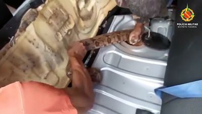 VIDEO: Brazilian Cop Pulls Huge Boa Constrictor From Innards Of Farmer’s Car