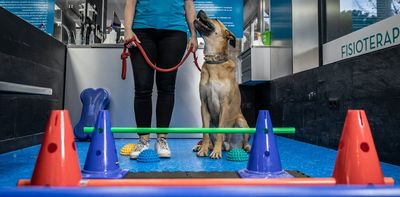 For dogs with arthritis, daily activities don't have to be painful