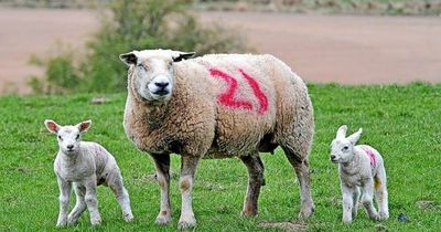 Perth and Kinross dog owners warned they could face prosecution for sheep worrying ahead of lambing season