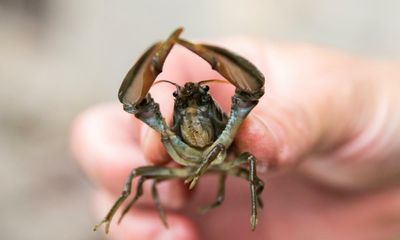 National Trust creates Northumberland ‘ark’ to protect endangered crayfish