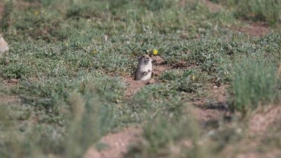 Voles Cut Grass To Shape Their Environment And Fend Off Their Foes