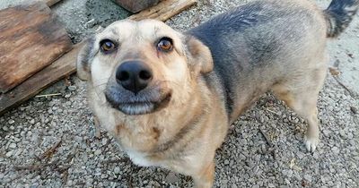 Dog who always looks like she's smiling spends 365 days in kennel