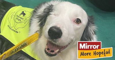 One-eyed dog stood on as a puppy now helps critical care patients in hospital