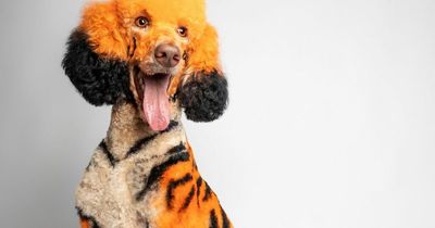 Pampered pooch transforms into Winnie the Pooh's Tigger with extreme 10-hour makeover