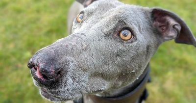 Dog rescued from 'sickening' past struggles to find home due to nose scars