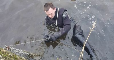 Brave Edinburgh diver helps make the Water of Leith safe for nesting swans