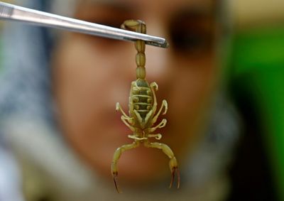 US man pleads guilty to trafficking in live scorpions