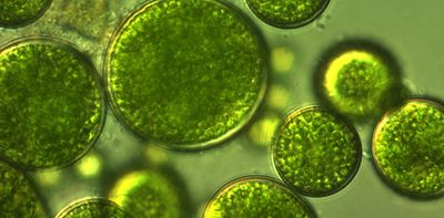 Microalgae is nature's 'green gold': our pioneering project to feed the world more sustainably